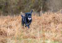 Sporting Saint Launcher Ball | Scent Trail | Land & Water | British Made